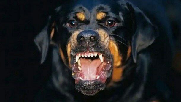 عامل رعب و وحشت شهروندان با سگ سیاه در باقرشهر دستگیر شد فرمانده انتظامی شهرستان ری از شناسایی و دستگیری فردی که به وسی…