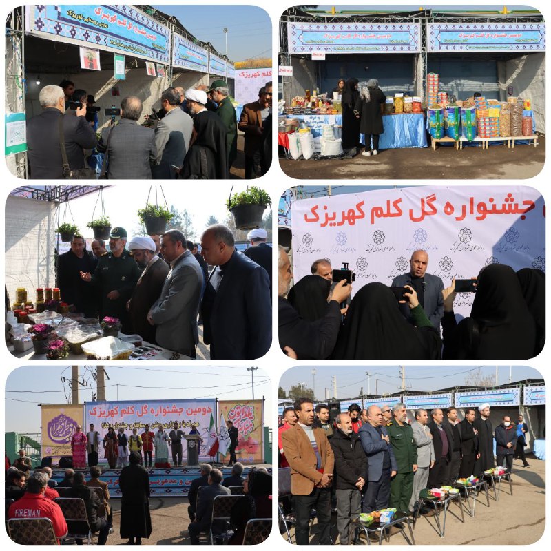 آئین افتتاحیه دومین جشنواره برداشت گل کلم کهریزک برگزار شد در راستای تولید انبوه محصول کشاورزی گل کلم در شهر کهریزک و د…